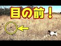 【狩猟】猟犬の目の前からキジが出た！