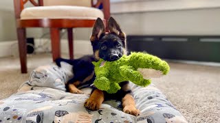 My New German Shepherd Puppy