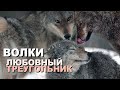 Волки - любовный треугольник в 4К | Film Studio Aves