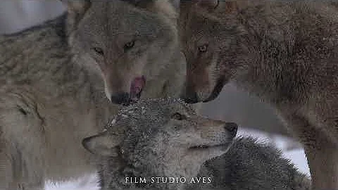 Волки - любовный треугольник в 4К | Film Studio Aves
