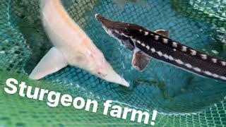 Visiting A Sturgeon Farm New Fish Coming