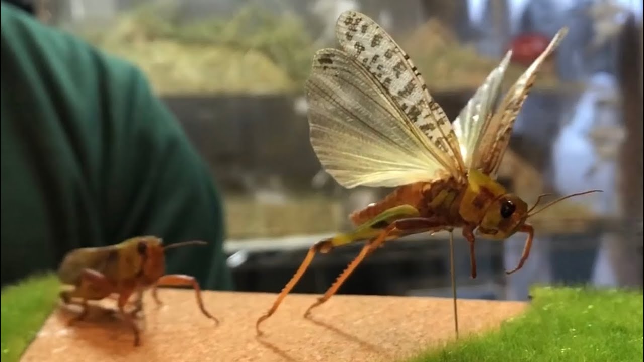躍動感あふれる昆虫標本 - YouTube