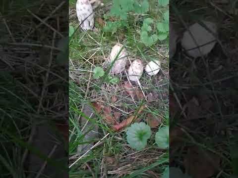 Под тополями выросли грибы