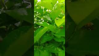mulberry