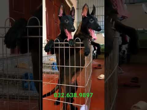 Chó Malinois Mexico Đẹp | Cách Chọn Chó Malinois Nuôi Sinh Sản Hiệu Quả #malinois #becgiebi