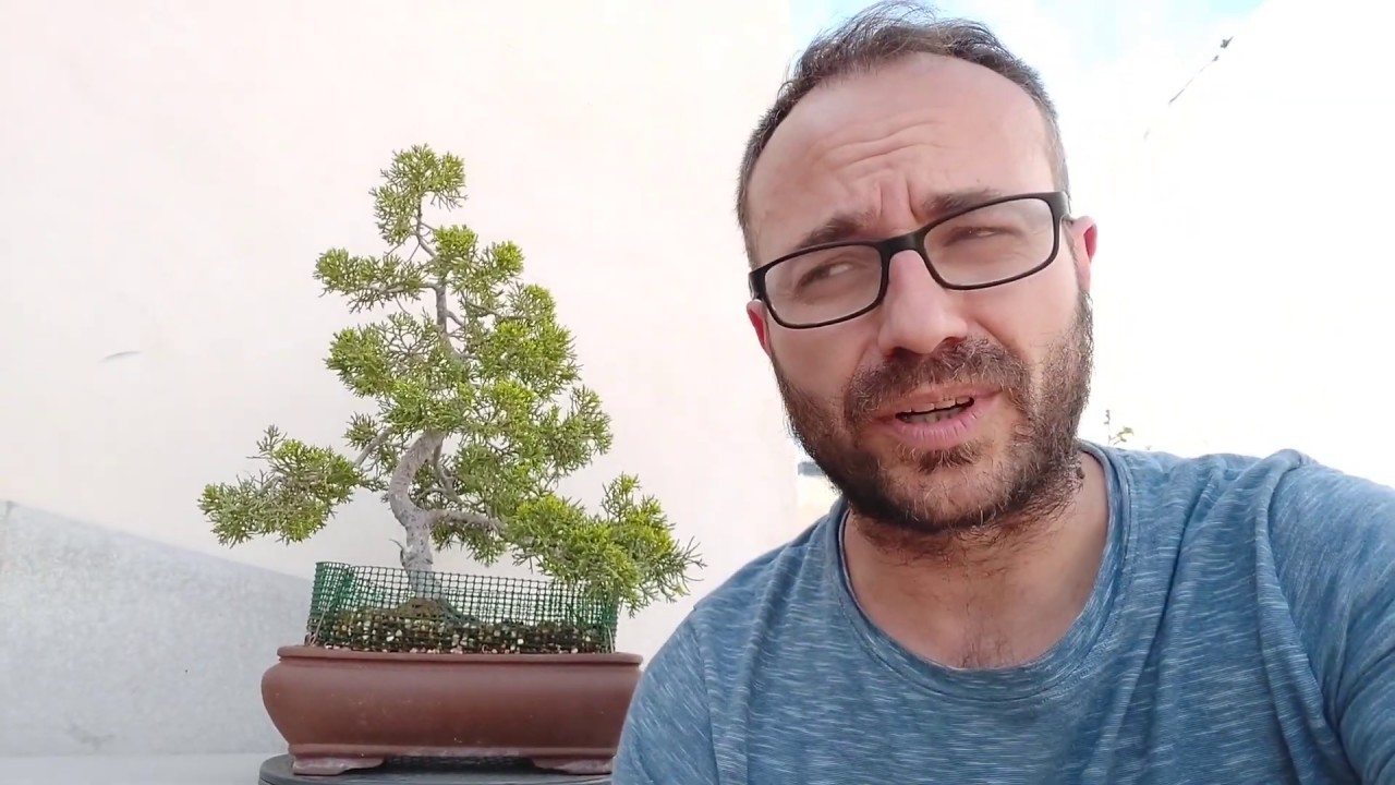 Tatami-EDA, Estado actual