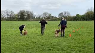 Reactive Great Dane and terrier in a group session just amazing handling by owners