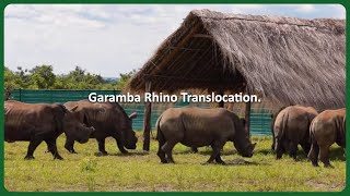 Making Moves to Save a Species - Relocating White Rhinos to Garamba National Park