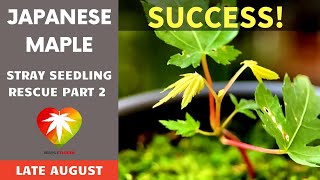 Successful Japanese Maple Seedling Rescue Transplantation In Late Summer