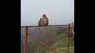 #shorts#monkey gang on fence#ytshorts#animal video