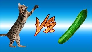 GATOS VS PEPINOS | ANIMAIS ENGRAÇADOS