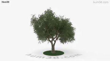 Olive Tree 3D model by 3DModels.org