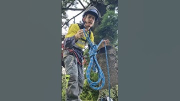 Setting a Line Without a Throwline #arborist #shorts #lifeline #anchor