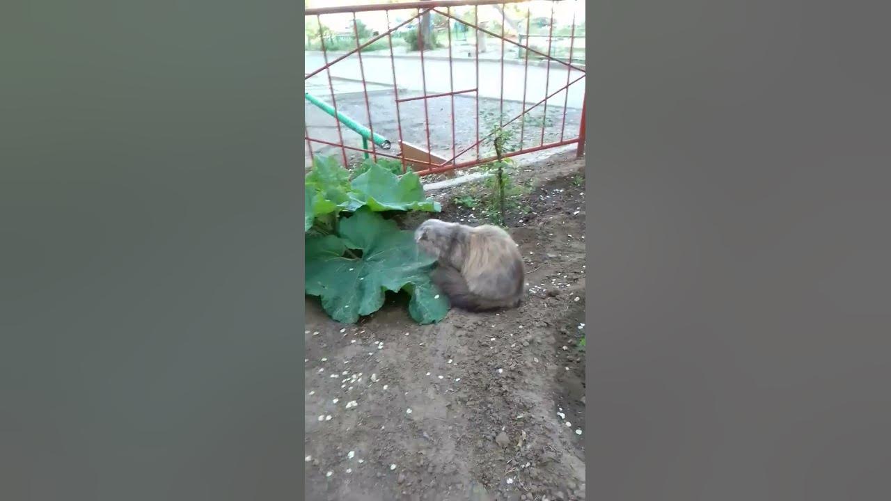 Лопухи- отличное убежище ! Надёжная крепость ! - YouTube
