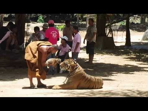 Video: Tajlandski Kontroverzni „Tigrov Hram“prisiljen Je Odustati Od Svojih Tigrova