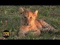 safariLIVE - Sunset Safari - December 12, 2018