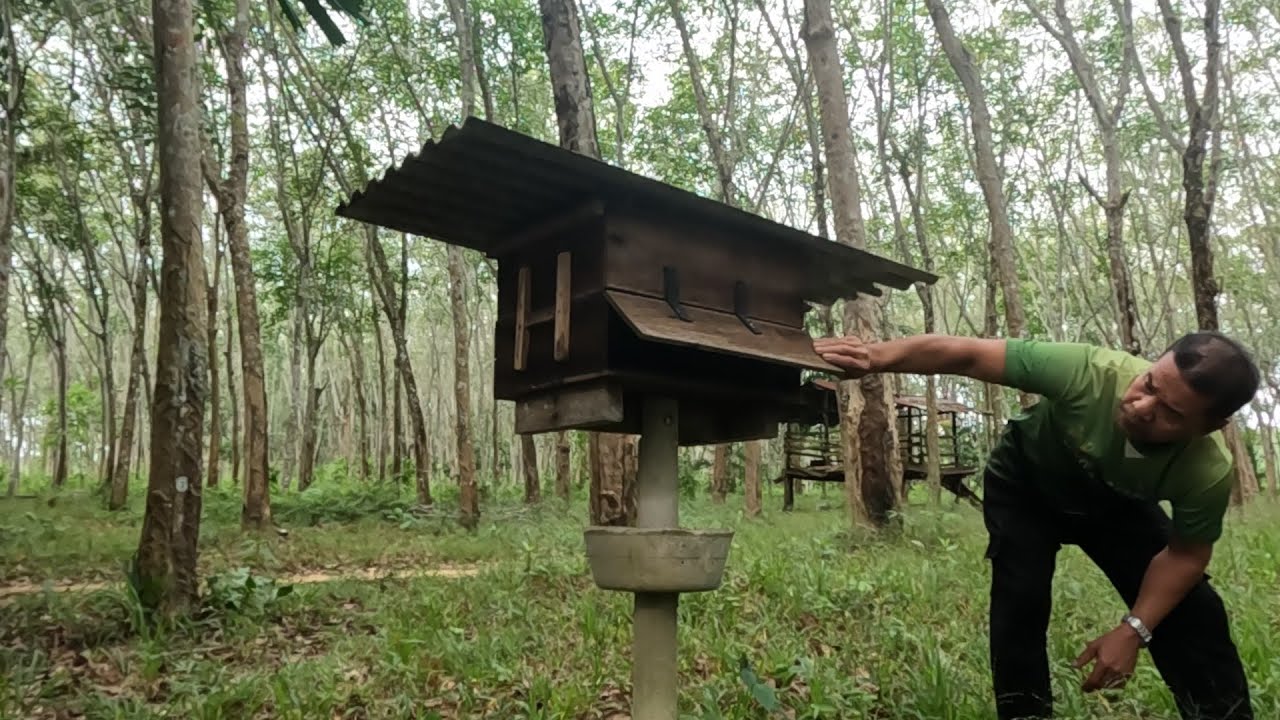 Pasieka w Tajlandii! Niesamowite pszczoły w Azji.