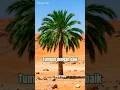 Pohon Kurma Bisa Hidup di Tempat Sangat Panas #fakta #faktamenarik #pohonkurma