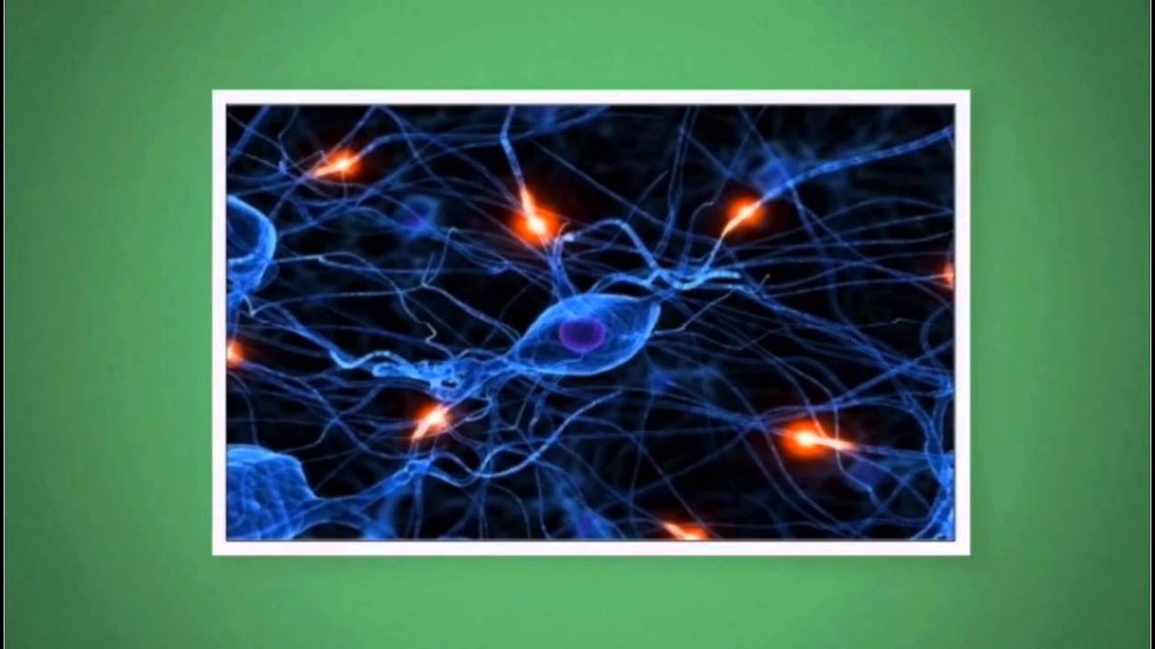 النواقل العصبية ودورها في جسم الإنسان