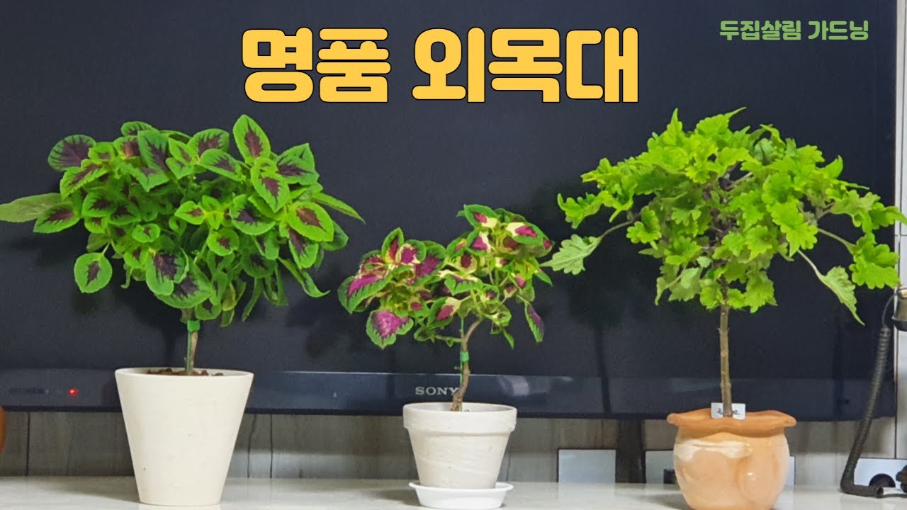 식물의 품격을 높여주는 외목대 만들기//콜레우스로 외목대 만들기//여러종류의 외목대 식물 구경하기