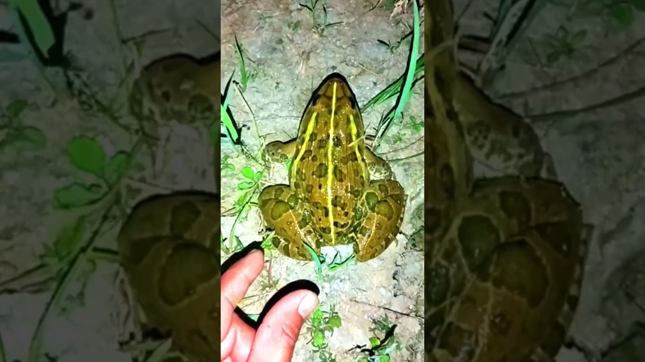 LOL Hopping Into the Wild! 🐸😂 The Funniest Frog Adventures & Epic Frog Catching Fails