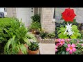 Mi jardín de enfrente: actualización, mantenimiento, plantando mandevilla y más