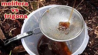 Prospek ternak lebah melifera atau trigona, mana yg lebih menguntungkan?