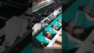Chikushigo Potato Weight Sorting Machine BJ-500S #shorts #agriculture #agrimachinery