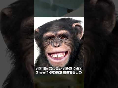 <strong>비둘기가</strong> 사람한테 겁이 없는 이유_[센서 스튜디오]