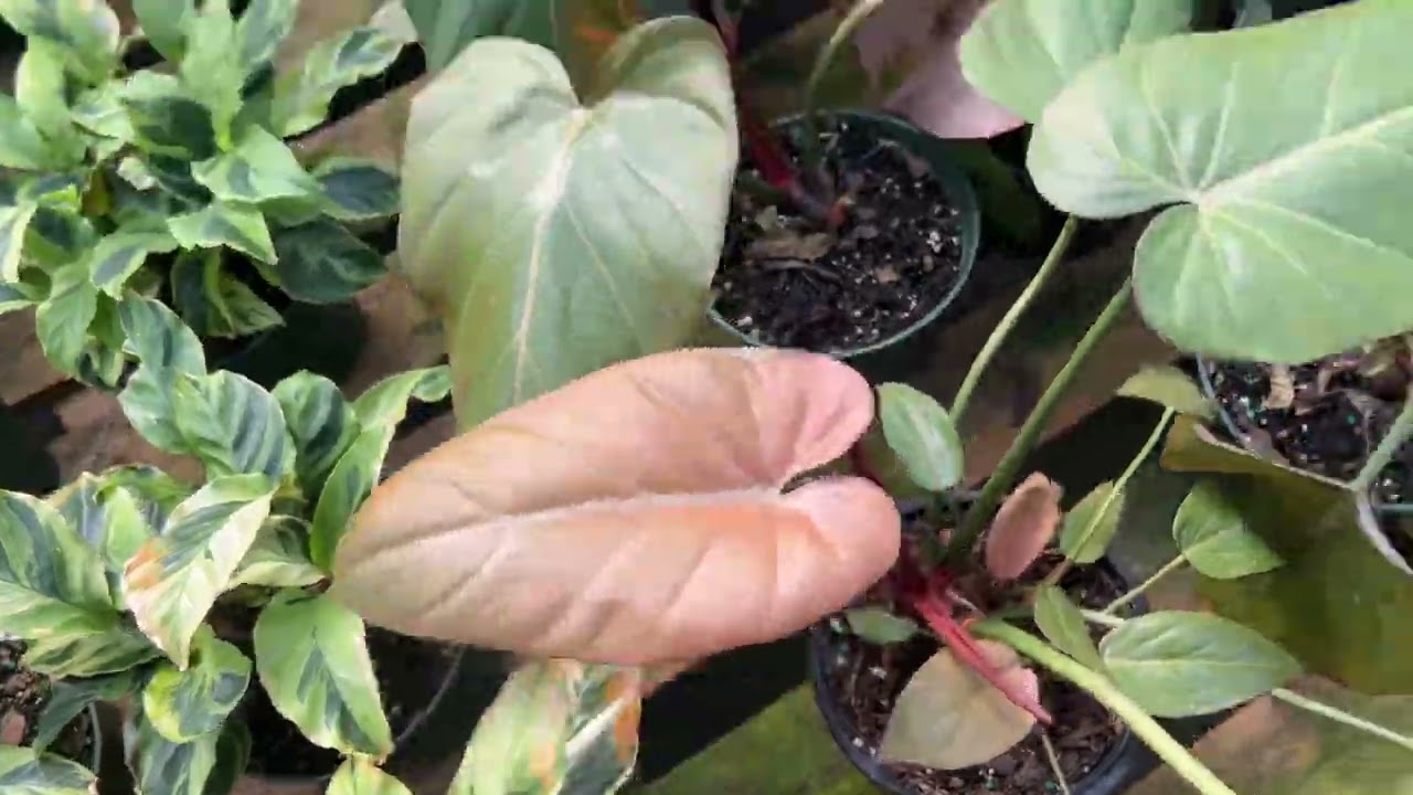 Plant People! Checkout @LivingDecorStore Denver! Plants Cactus Woodworking & Care Services