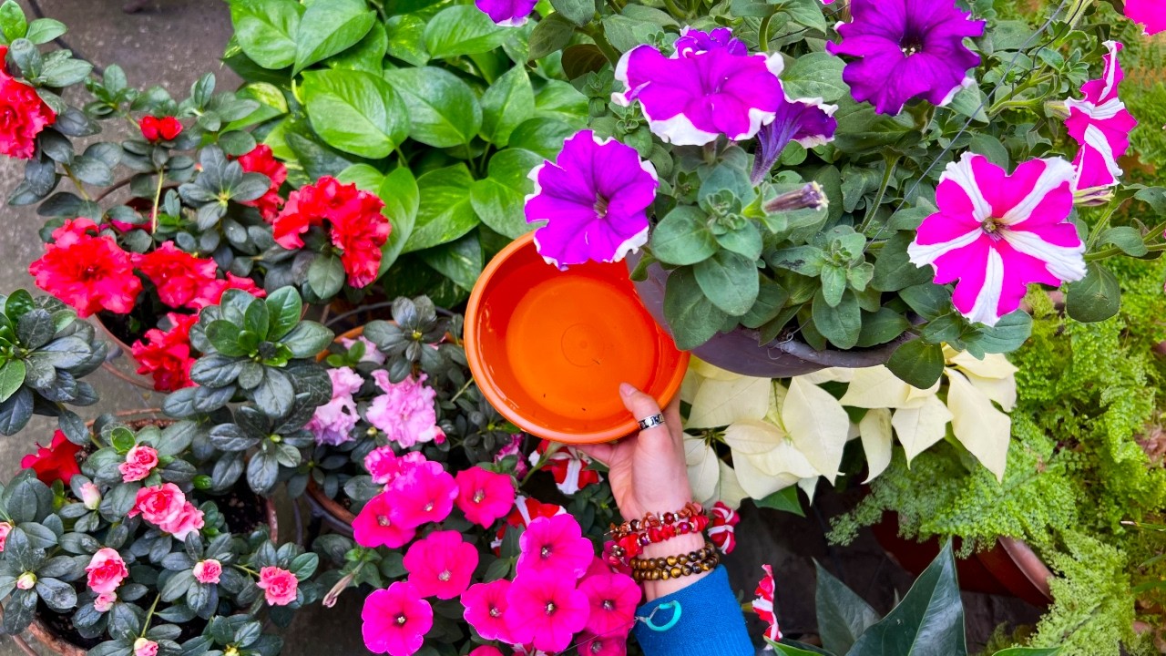 Así se vuelven LOCAS y dan MUCHA FLOR, Suelos Ácidos