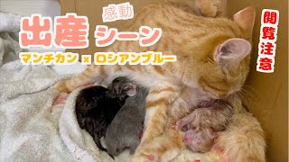 [Impressed] Cat birth scene released! Munchkin x Russian Blue