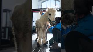 Un poney négligé en grande souffrance😣