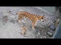 Будем выпускать тигрицу Уссури с тигрятами в большой парк