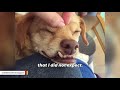 Dog with the cutest underbite gets second chance at life