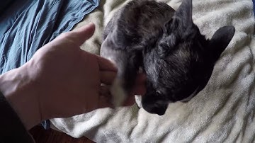 Shared anodes and cathodes