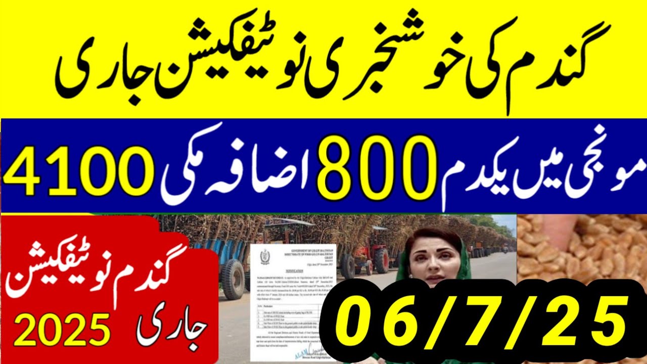 Wheat Support Final Price In Punjab 2025 ll Gundam Rate Today l گندم کا ...