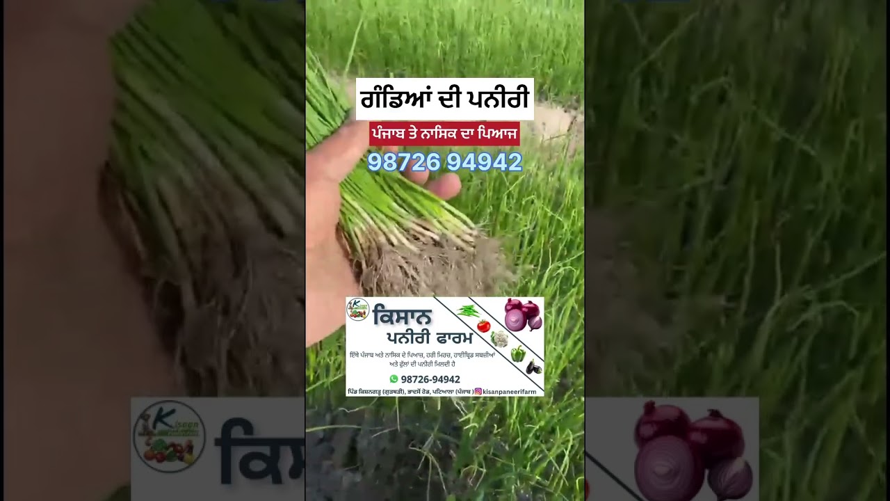 ਪਨੀਰੀ 