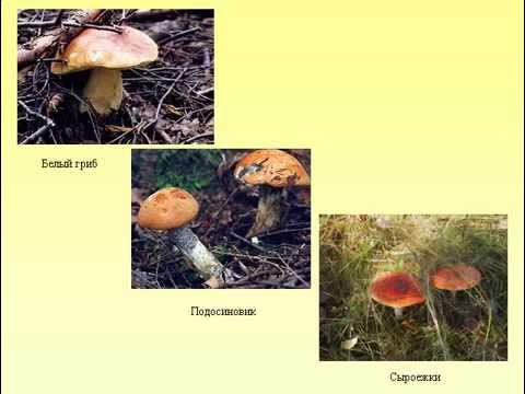 Презентация "Царство грибов"