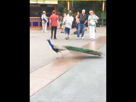 The Forgotten Bird That Almost Became India S National Symbol