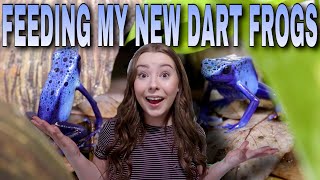 Meet My DART FROGS + FEEDING Them! | Dart Frog Journey  Part 2