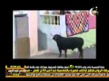 أحلي فطار لصغار وكبار الشيخ أمين الأنصاري 5 رمضان