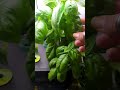 AeroGarden Seed KitAeroGarden growing herbs. My review!