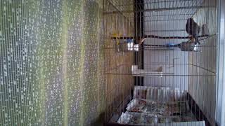 Carduelis cannabina Реполов Коноплянка Carduelis cannabina Реполов Коноплянка