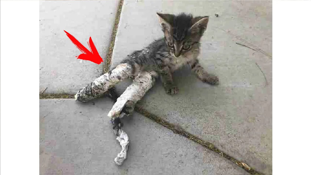 Загипсованный котёнок медленного полз по дороге, он уже не верил людям!