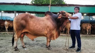 Qurbani Fest 2024: নৌবিতায় একইসাথে দুম্বা, খাসি, মহিষ, গরু 👍 ১৫ হাজার থেকে শুরু, ৫.৫ লাখ পর্যন্ত 👍