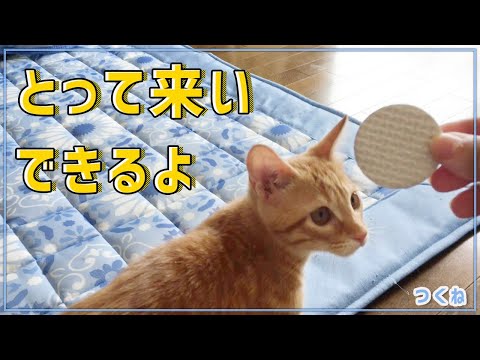 『cat-to-play-fetch』3-month-old-kitten.the-cat-plays-on-the-way.