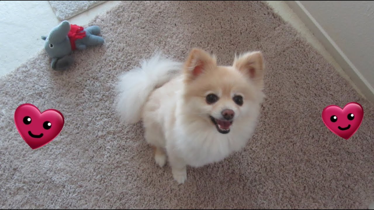 Jack & Dolly reunited after 6 months