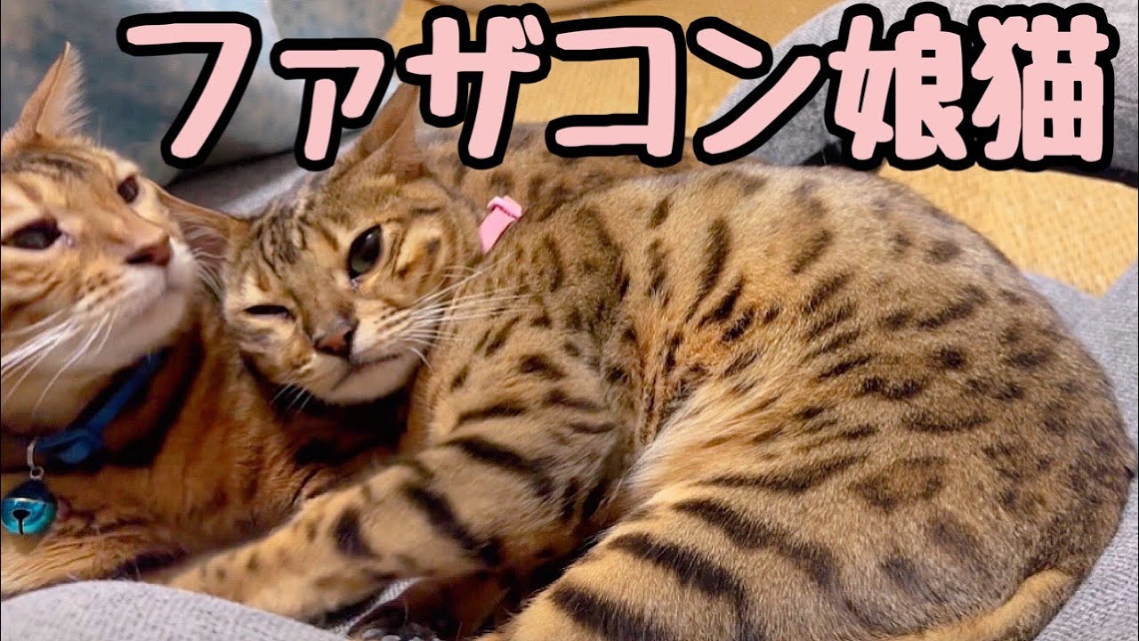 ツンデレお嬢のファザコン爆発に父猫大歓喜