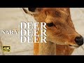 大仏と鹿（奈良公園）：Greate Buddha ＆ Deer,Deer,Deer【Nara Park】